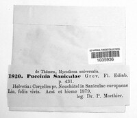 Puccinia saniculae image
